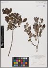 Foto von Salix aurita L.